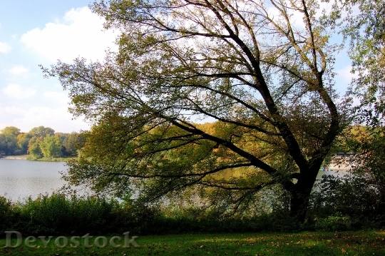 Devostock Lake Tree Autumn Windschief