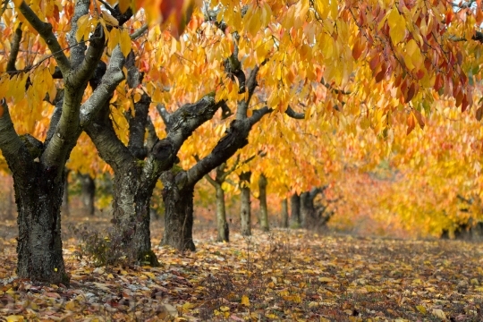 Devostock Landscape Fall Cherry Yellow