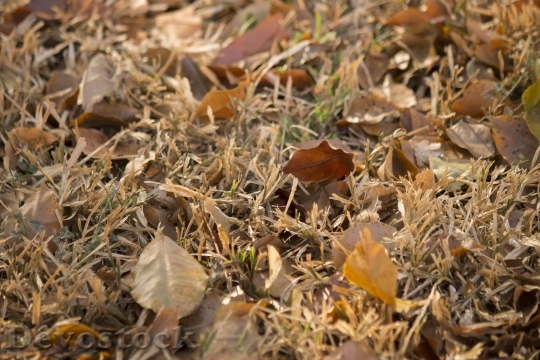 Devostock Lawn Leaves Dried Leaves