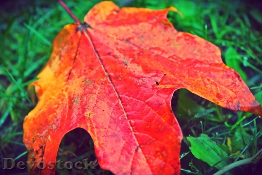 Devostock Leaf Autumn Fall Red