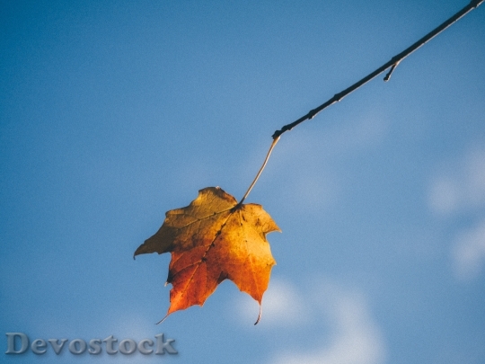 Devostock Leaf Autumn Isolated Yellow