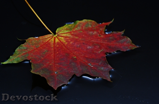 Devostock Leaf Autumn Leaf Colorful 0