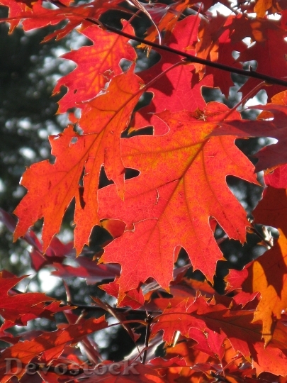 Devostock Leaf Autumn Leaves Forest 1