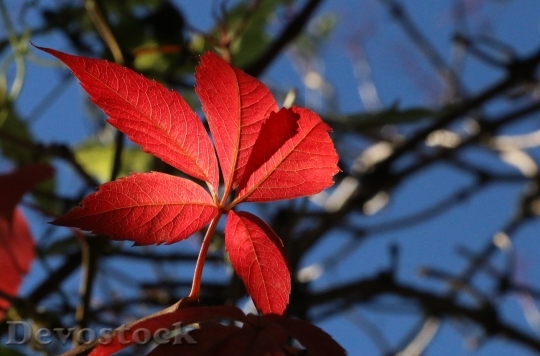 Devostock Leaf Autumn Mood Red