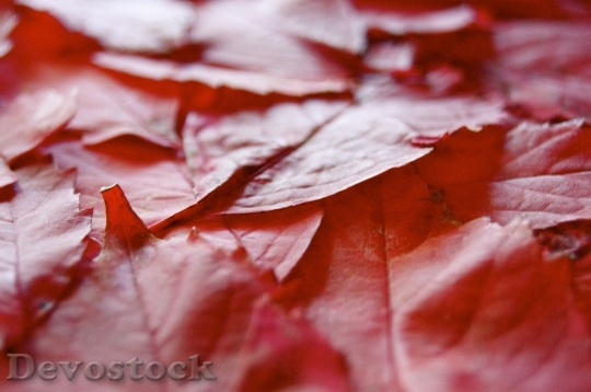 Devostock Leaf Autumn Red Mourning