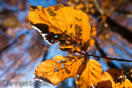 Devostock Leaf Beech Autumn Forest 0