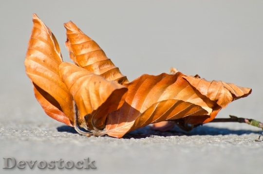 Devostock Leaf Dry Season Autumn
