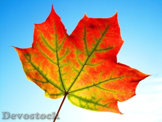 Devostock Leaf Fall Frame Texture