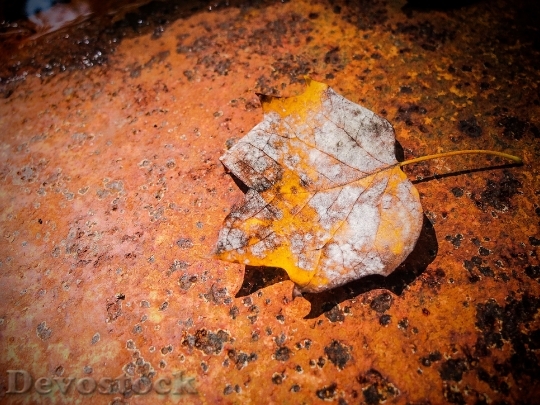 Devostock Leaf Fall Rusty Metallic