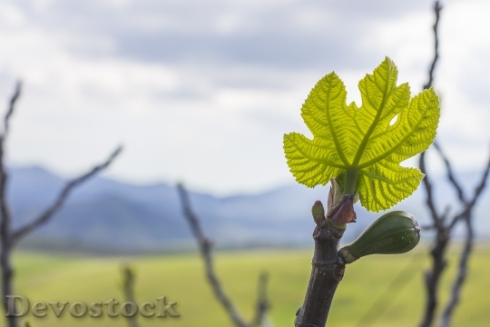 Devostock Leaf Fig Tree Fig