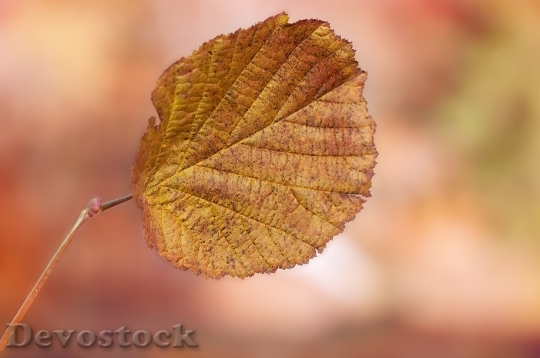 Devostock Leaf Foliage Leaf Leaves