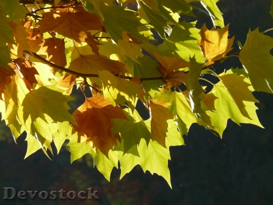 Devostock Leaf Leaves Autumn Back 0