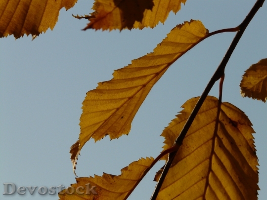Devostock Leaf Leaves Autumn Hornbeam 0