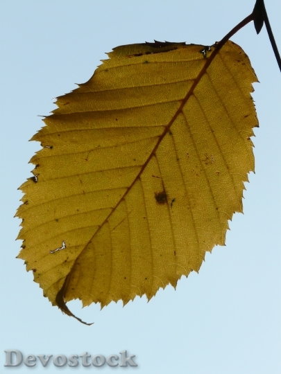 Devostock Leaf Leaves Autumn Hornbeam 1
