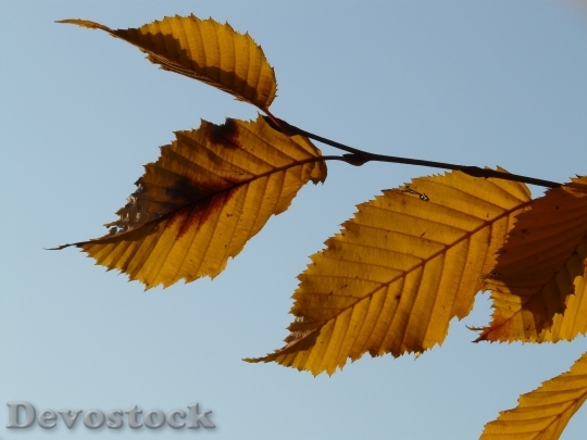 Devostock Leaf Leaves Autumn Hornbeam 2