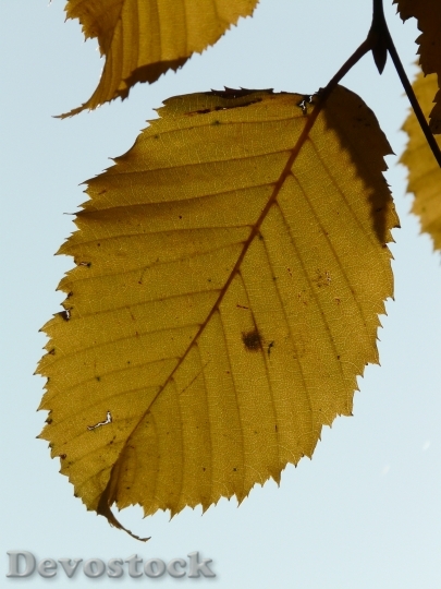 Devostock Leaf Leaves Autumn Hornbeam 3