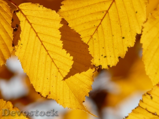 Devostock Leaf Leaves Autumn Hornbeam