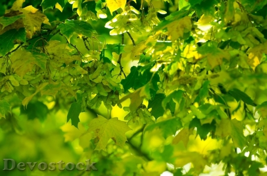 Devostock Leaf Leaves Background Grass 0