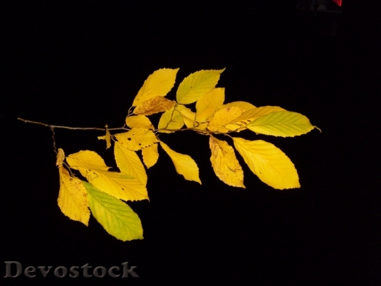 Devostock Leaf Leaves Branch Hornbeam