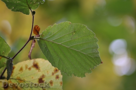 Devostock Leaf Leaves Fall Foliage 1