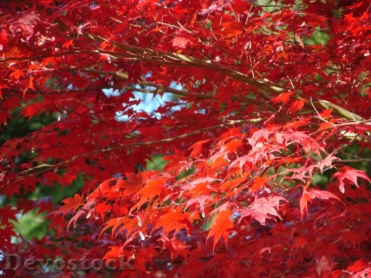 Devostock Leaf Leaves Fall Red