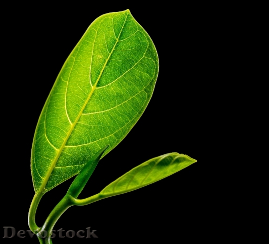 Devostock Leaf Leaves Jack Fruit 0