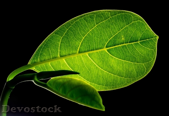 Devostock Leaf Leaves Jack Fruit