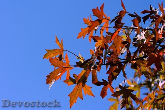 Devostock Leaf Leaves Red Autumn 1