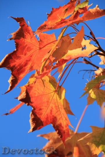 Devostock Leaf Leaves Sun Autumn