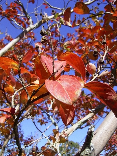 Devostock Leaf Leaves Tree Season