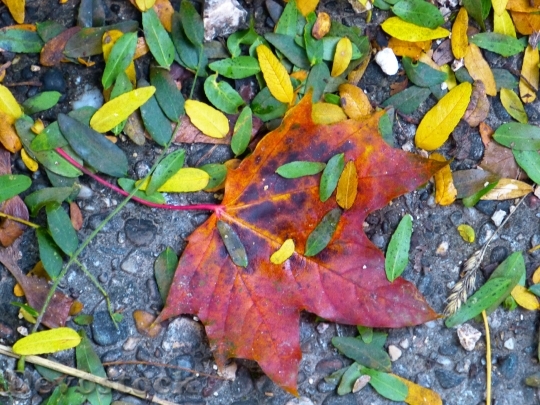 Devostock Leaf Maple Colorful Leaves