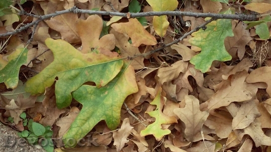 Devostock Leaf Oak Fall Autumn