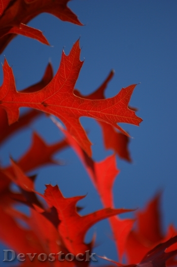 Devostock Leaf Oak Red Blue