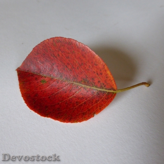 Devostock Leaf Pear Autumn Leaves 0