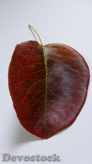 Devostock Leaf Pear Autumn Leaves 1
