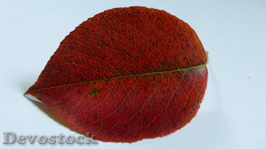 Devostock Leaf Pear Autumn Leaves