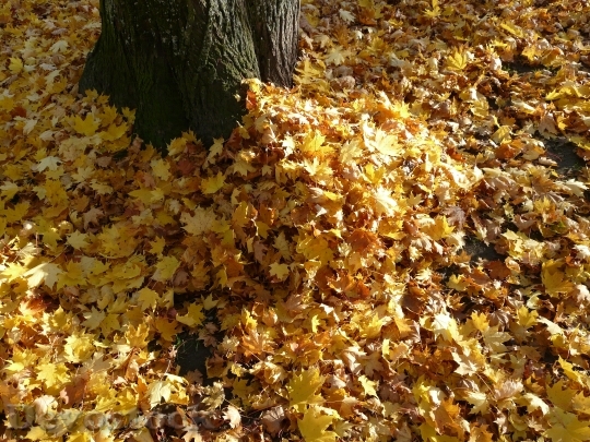 Devostock Leaf Piles Leaves Autumn