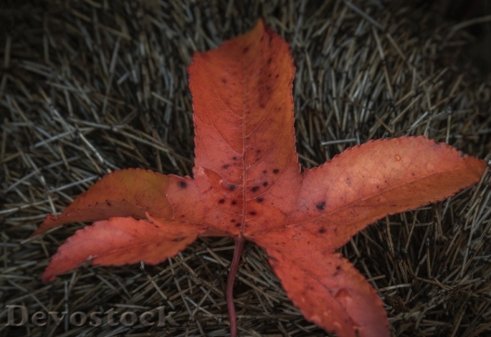 Devostock Leaf Red Autumn Fall 0