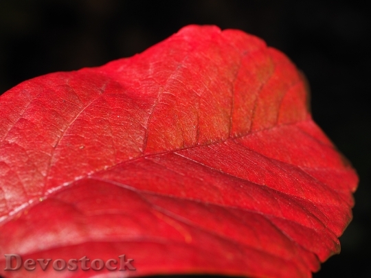 Devostock Leaf Red Ordinary Jungfernrebe
