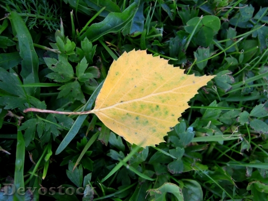 Devostock Leaf Yellow Foliage Nature