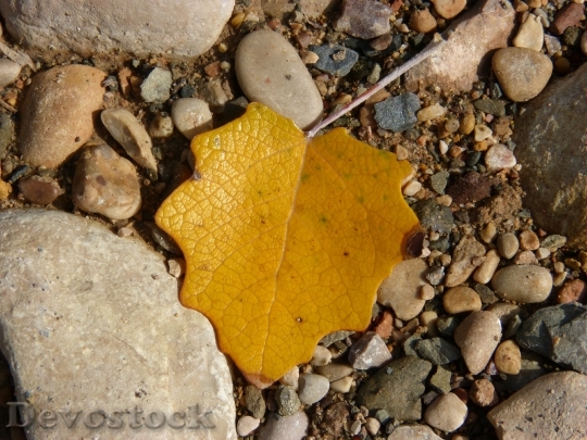 Devostock Leaf Yellow Stones Autumn