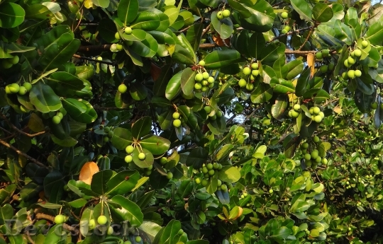 Devostock Leafs Fruit Nut Flora