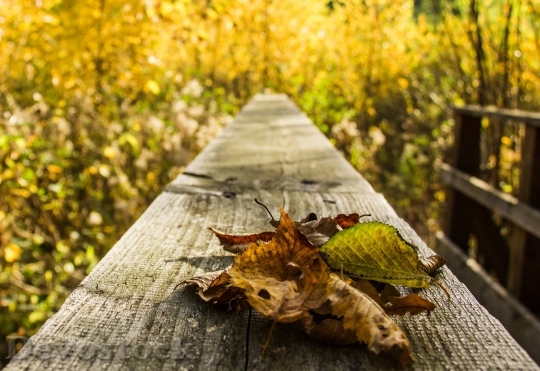 Devostock Leaves Autumn Autumn Forest 0
