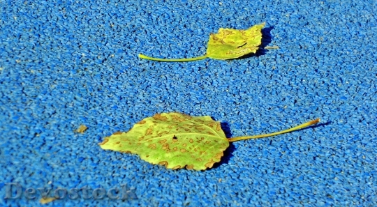 Devostock Leaves Autumn Blue 1661616
