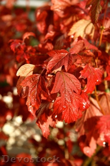 Devostock Leaves Autumn Color Nature