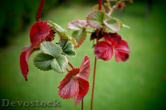 Devostock Leaves Autumn Color Strawberry