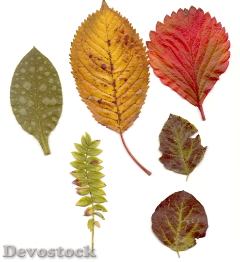 Devostock Leaves Autumn Colorful Red