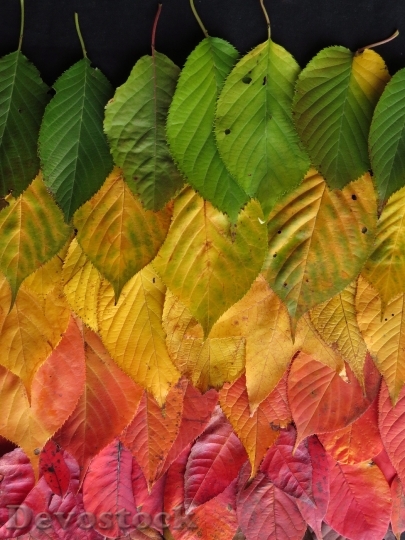 Devostock Leaves Autumn Colourful 1460726