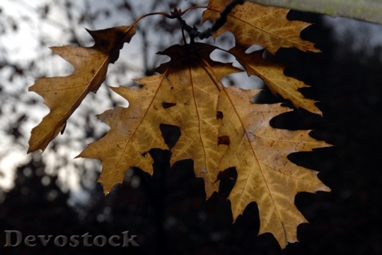 Devostock Leaves Autumn Darkness Trees