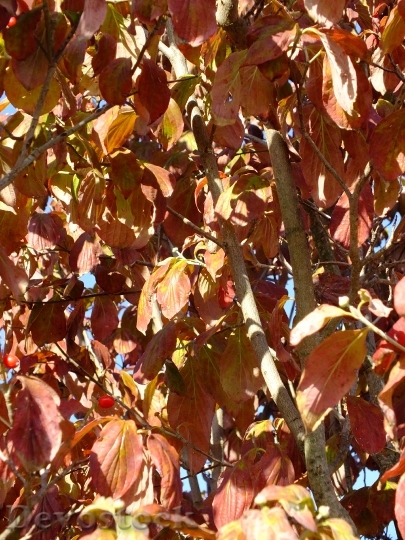 Devostock Leaves Autumn Dogwood Seasonal